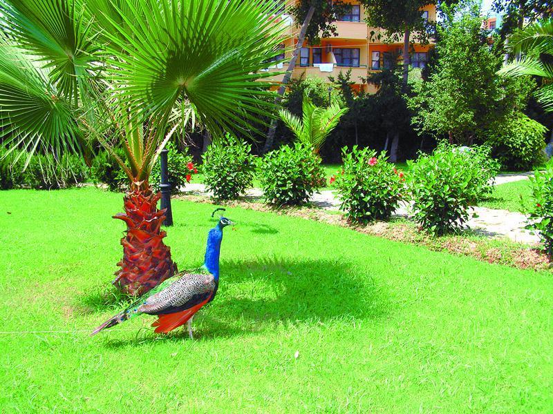 Green Peace Hotel Mahmutlar Extérieur photo